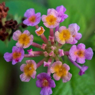 Lantana camara
