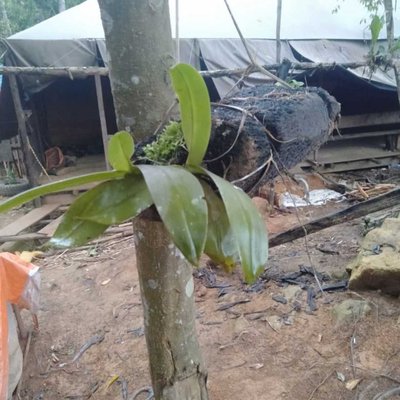 Budidaya Anggrek