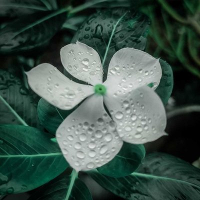 flower 🤍🌼.