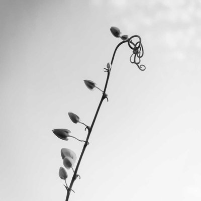 Black and White
