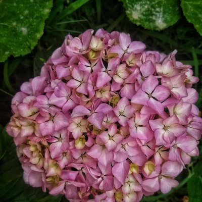 beautiful flowers 