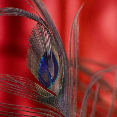 Peacock Feather 