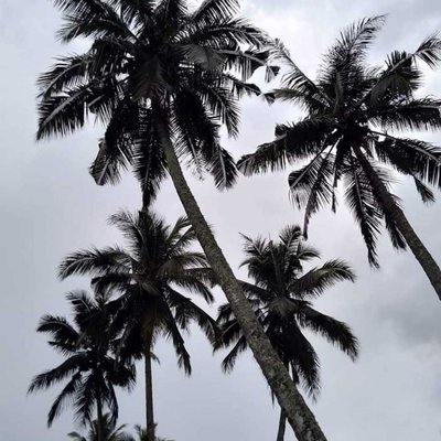 Kelapa