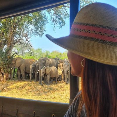 Elefantes Africanos 🐘