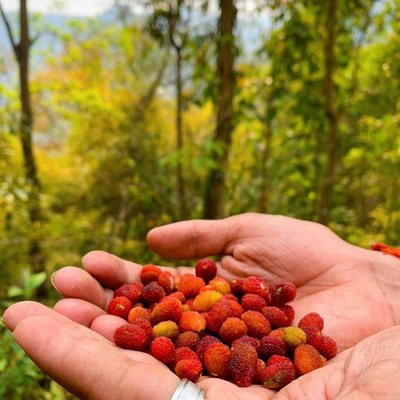 Myrica esculanta #Kafal 