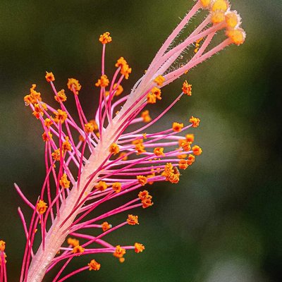 Hibiscus Bud 🌺