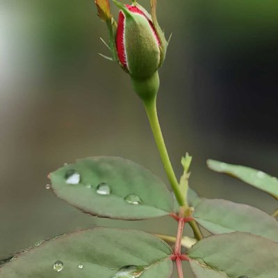 Mawar merah