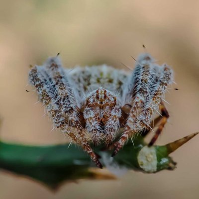 Neoscona crucifera