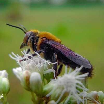 Andrena