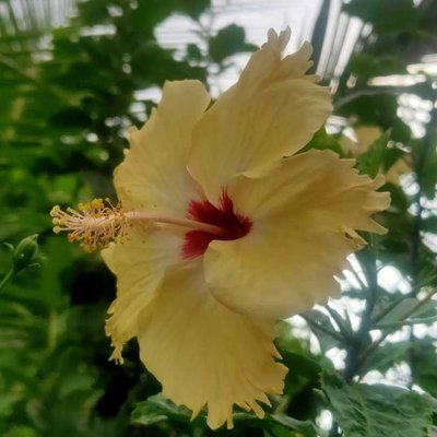 🌺🌺🌺🌺
