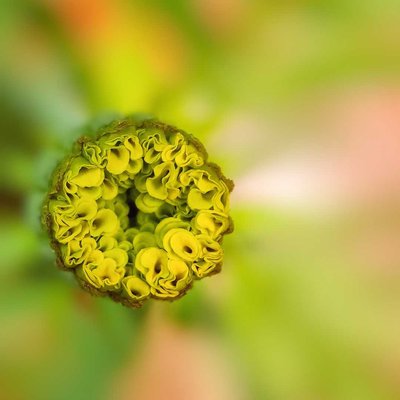 Can You Guess Which Flower It Is..? 