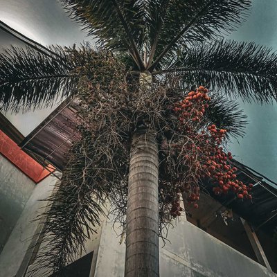 pohon palem