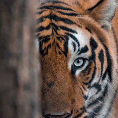The death stare 🐯