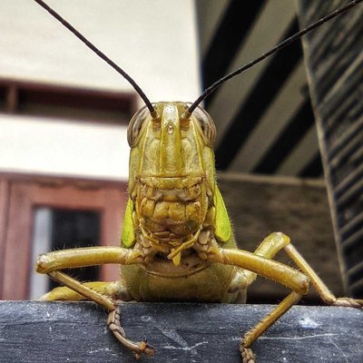 Belalang Kembara (Locusta migratoria) 