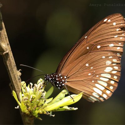 Common Crow Butterfly. 
