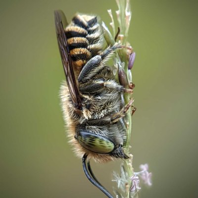 Lebah Pemotong Daun (Megachilidae)