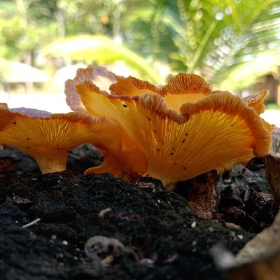 Jamur Kayu