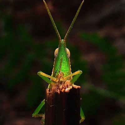 belalang hijau 