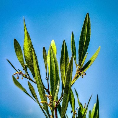 Green leaves.