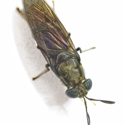 The soldier flies 