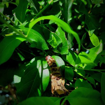 Pupa