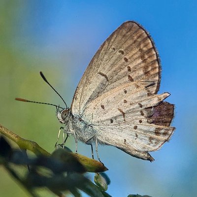 Pseudozizeeria maha