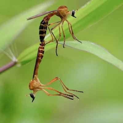 Dasypogoninae
