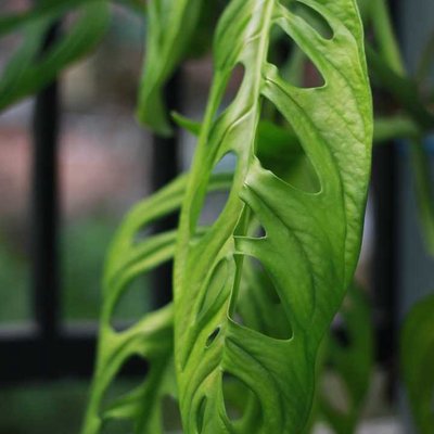 Monstera adansonii 