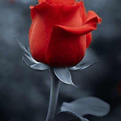 Happy Rose Day 🌹