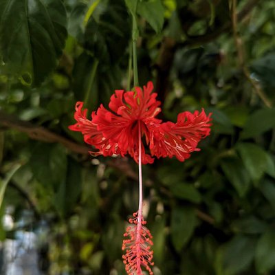 Spider Hibiscus