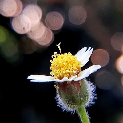 Tridax Daisy Flower (Bunga Gletang)