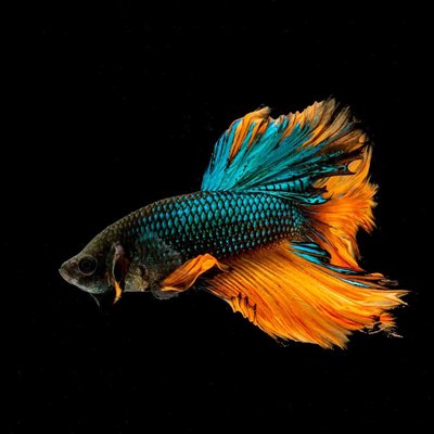 Cupang Halfmoon