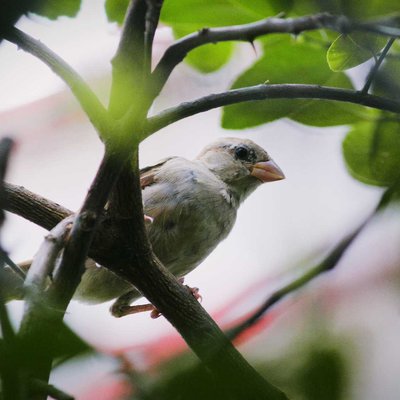 Indian sparrow