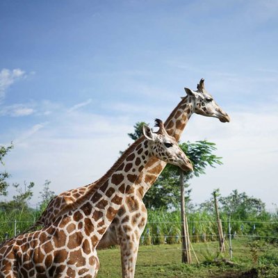 Baobab Safari Resort