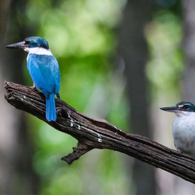 The two king fisher birds