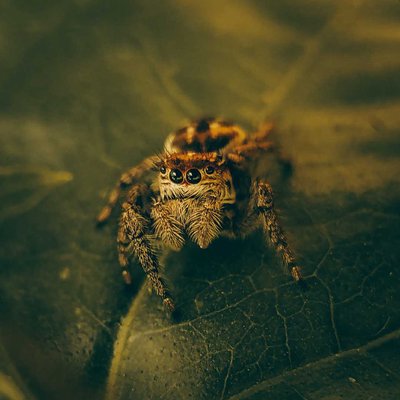 spider🕷