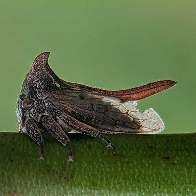 Horned Treehopper 