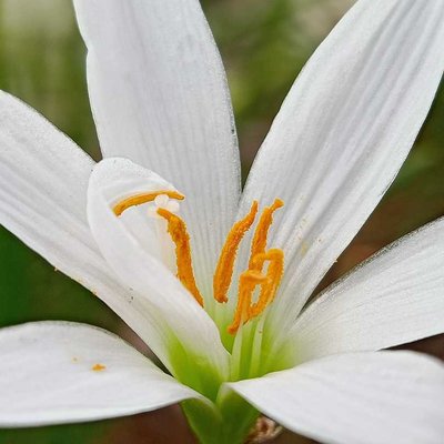 bunga lily