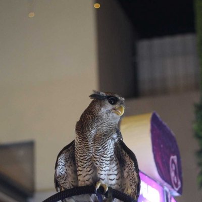 Bubo Sumatranus