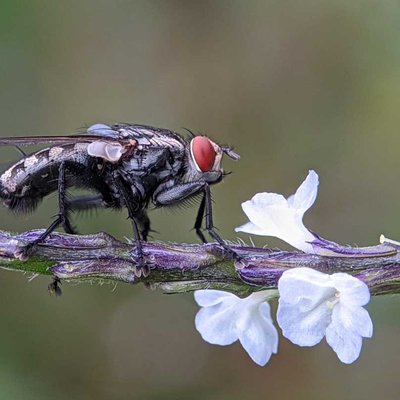 Sarchophaga carnaria