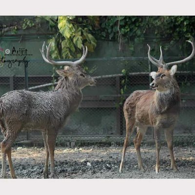 Deer | debate between two friends.