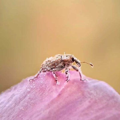macro of weevil