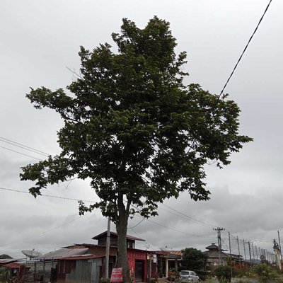 pohon