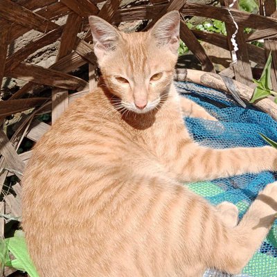kucing kampung