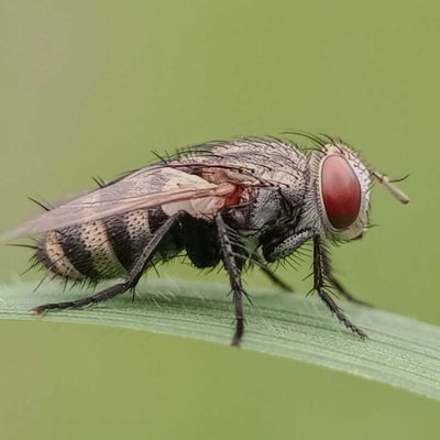 lalat