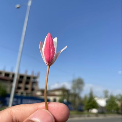 🌷 