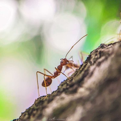 Oecophylla smaragdina