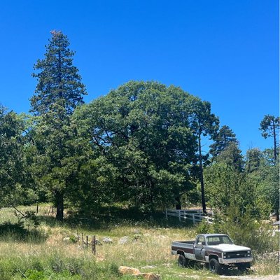 🚘🌳☘️