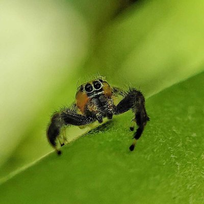 spider 