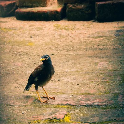 myna in my city